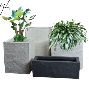 Calathea
